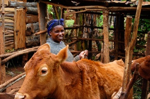 Mrs Kivuti and her dairy cow in Kenya (on Flickr by Jeff Haskins).